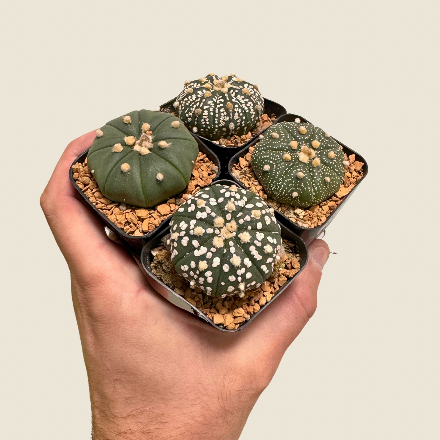 Astrophytum Asterias Assorted Succulent Mystery Pack