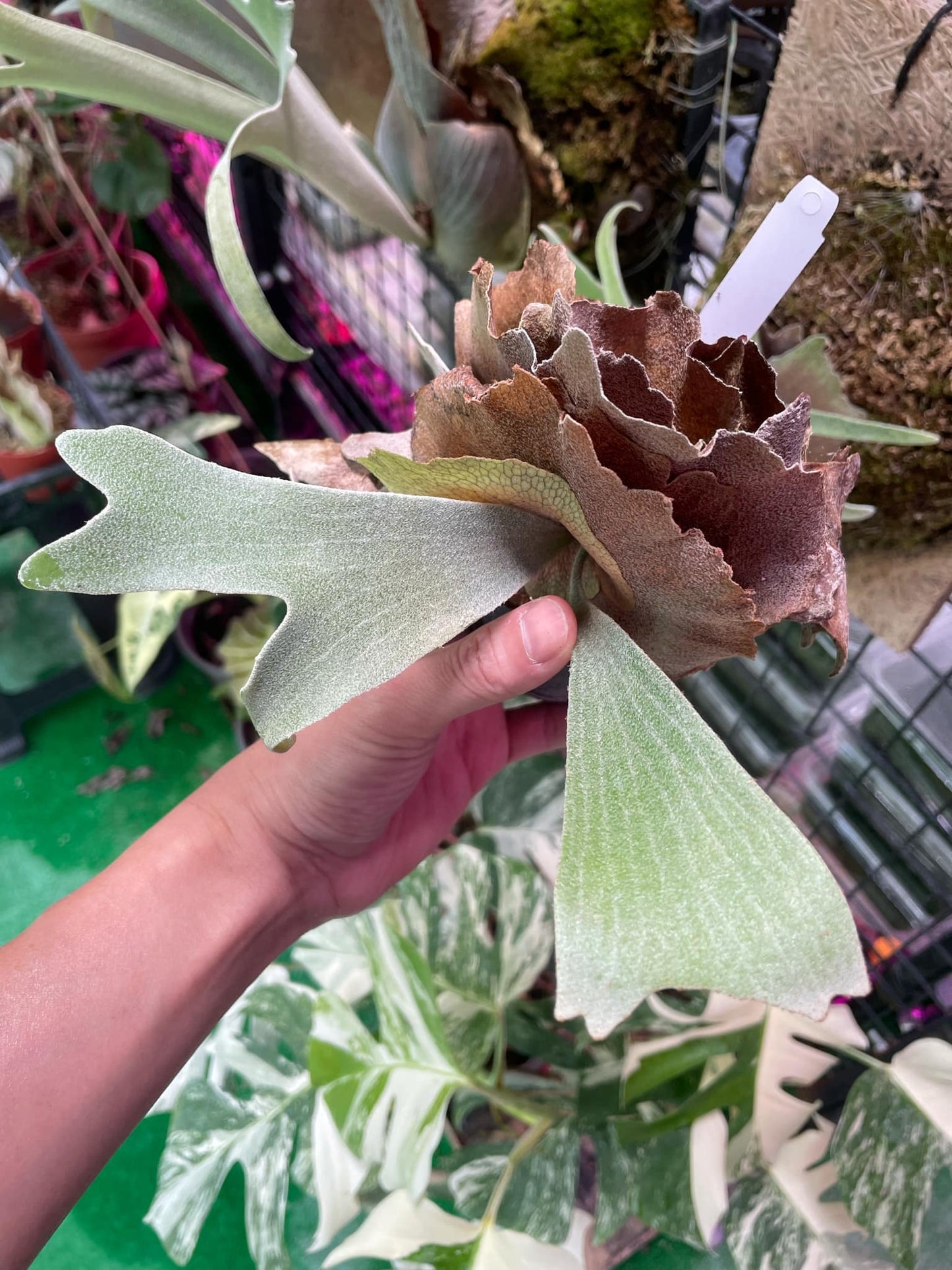 Platycerium willinckii 'White Crown' Spore – Rare Staghorn Fern Variety | Collector’s Plant
