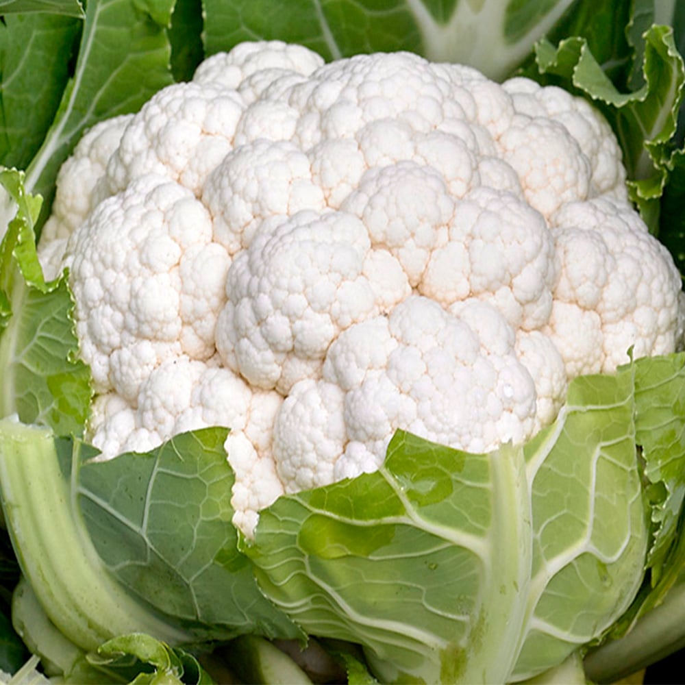 Indias Sub-Tropical Cauliflower Seeds for Planting – High Yield, Non-GMO Hybrid Vegetable Seeds for Indian Climate