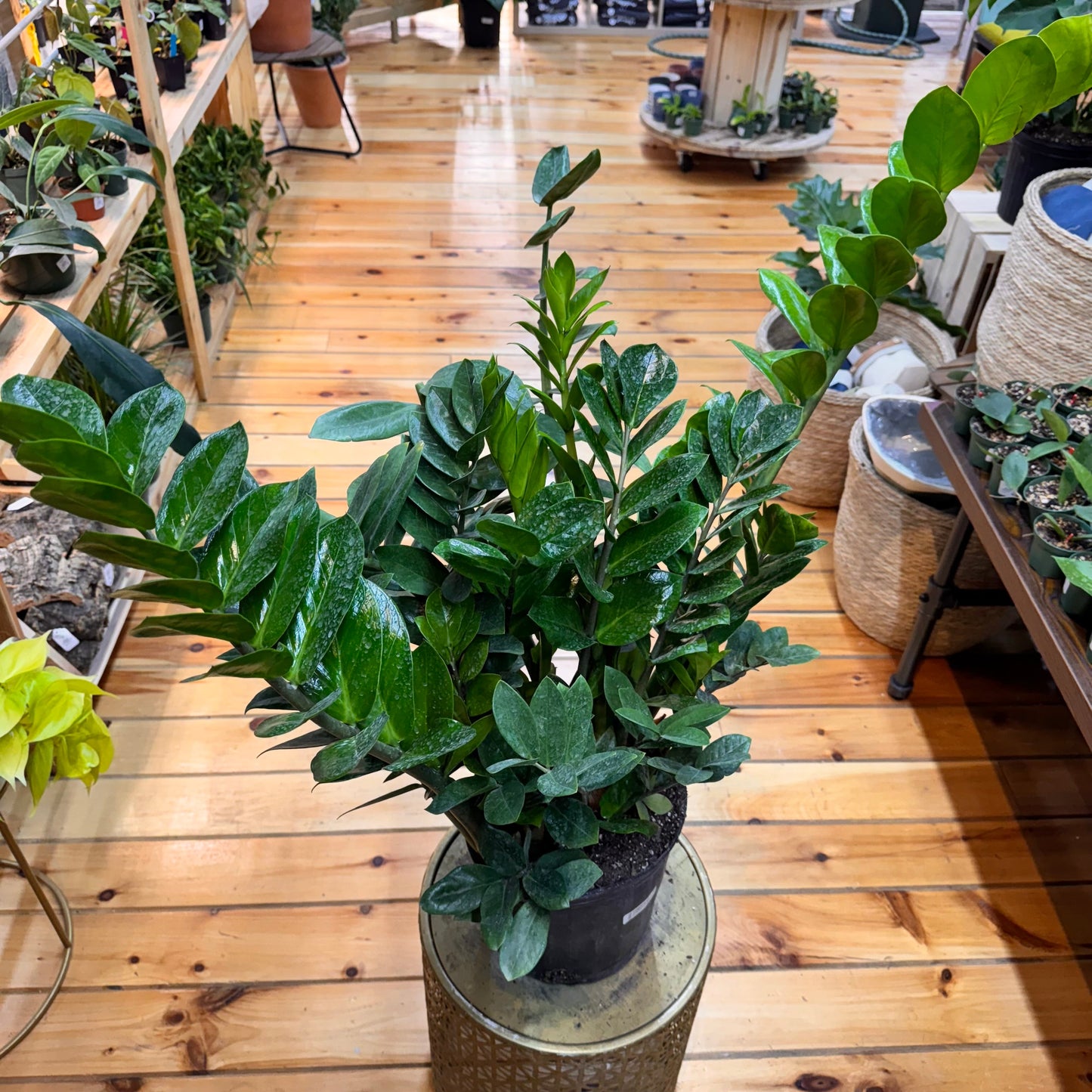 Zamioculcas zamiifolia 'ZZ Plant' – Easy Care Indoor Houseplant