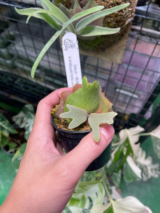 Platycerium willinckii 'Little Crown' Spore “Dwarf Select” – Rare Staghorn Fern Variety