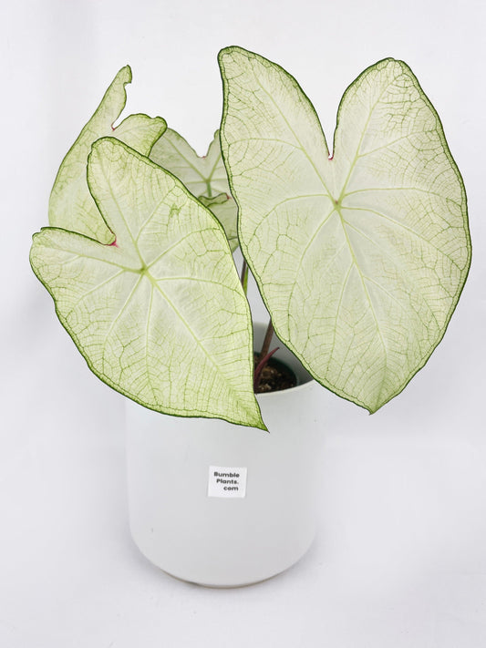 Caladium Florida Moonlight