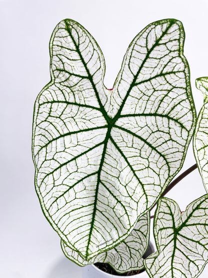 Caladium 'White Christmas' Butterfly Wings