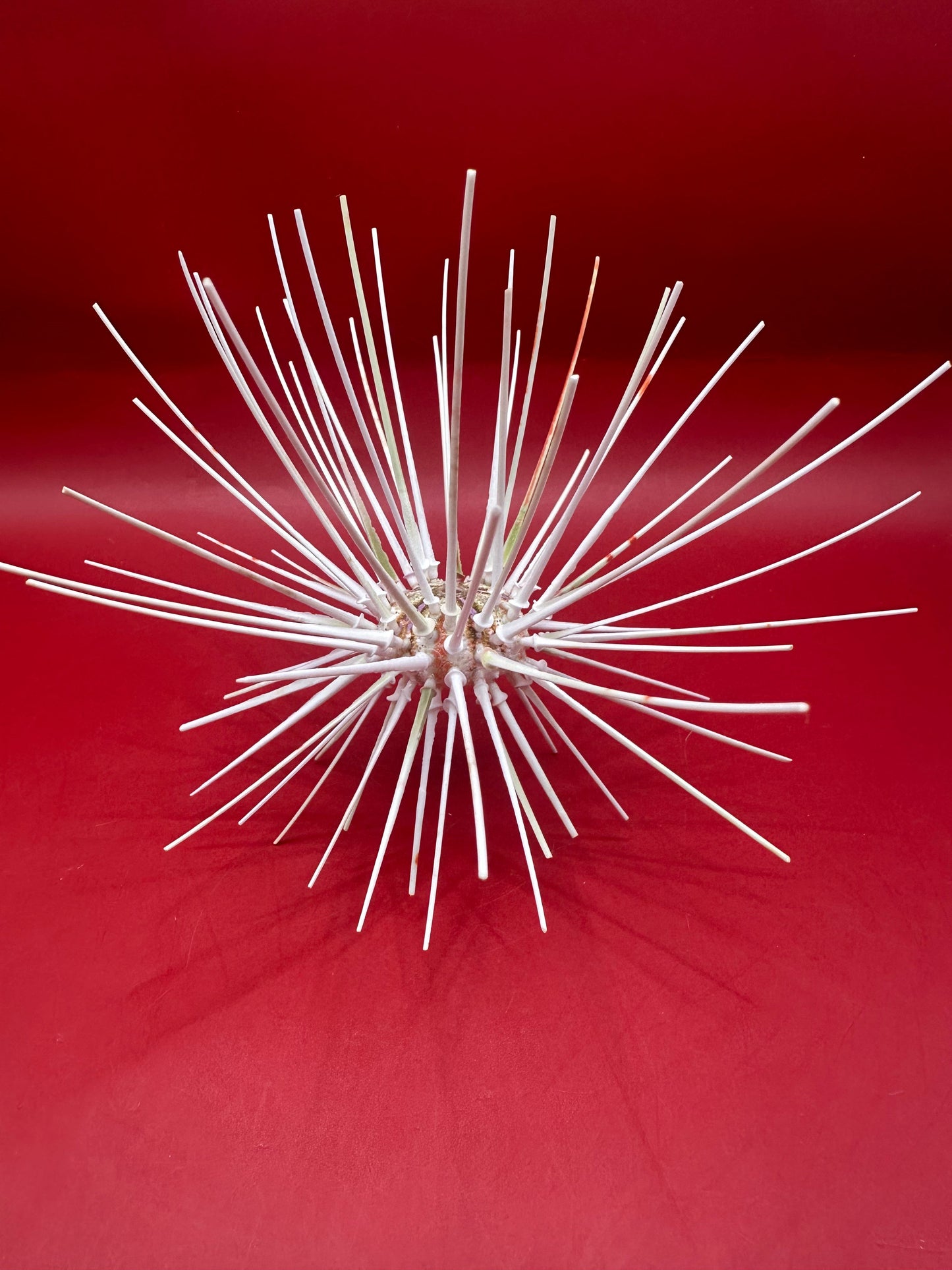 Caledonia Deep Water Urchin with Spines 6" – Coelopleurus maculatus