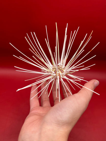Caledonia Deep Water Urchin with Spines 6" – Coelopleurus maculatus