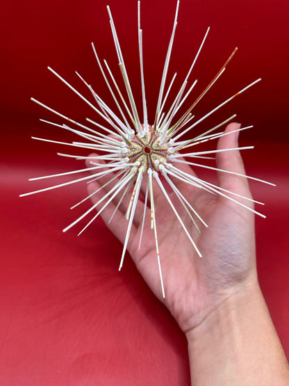 Caledonia Deep Water Urchin with Spines 6" – Coelopleurus maculatus
