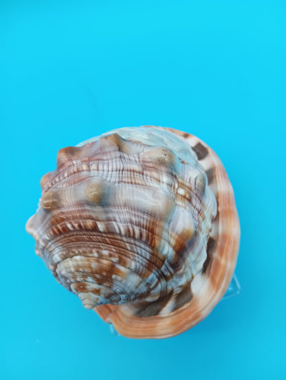 Signed Carved Cameo Three Grace Graces Shell 4.4" - Cassis Cornuta