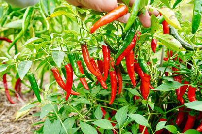 Short Cayenne Pepper Seeds – Indian Dry Red Chili Vegetable Seeds for Planting, High Yield, Non-GMO, Heirloom Variety
