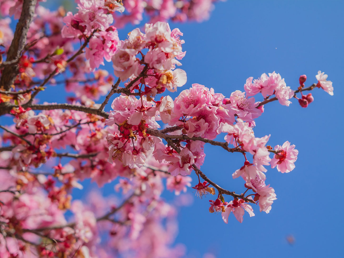 Japanese Cherry Blossom - REED DIFFUSER (*NEW*)