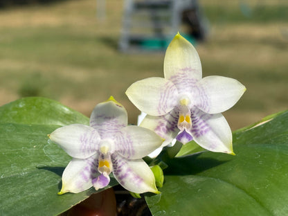 Phalaenopsis Mainshow Blue Wave x Mituo Purple Dragon – Rare Orchid Hybrid | Live Plant