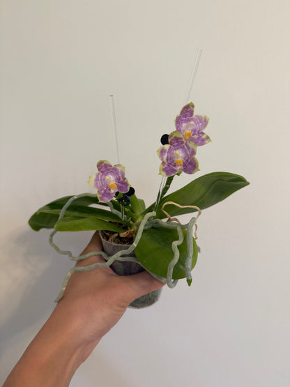Phalaenopsis Mituo Golden Solar – Rare Hybrid Orchid | Live Plant