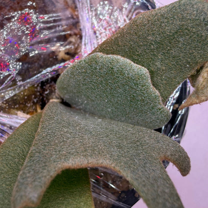 Platycerium Willinckii Lucky Girl spore ‘Dwarf Select’