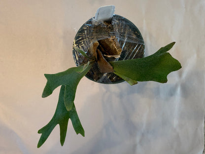 Platycerium White Wing select #2