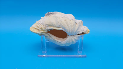 Derasa Clam Shell Pair (Tridacna derasa) – 5.5