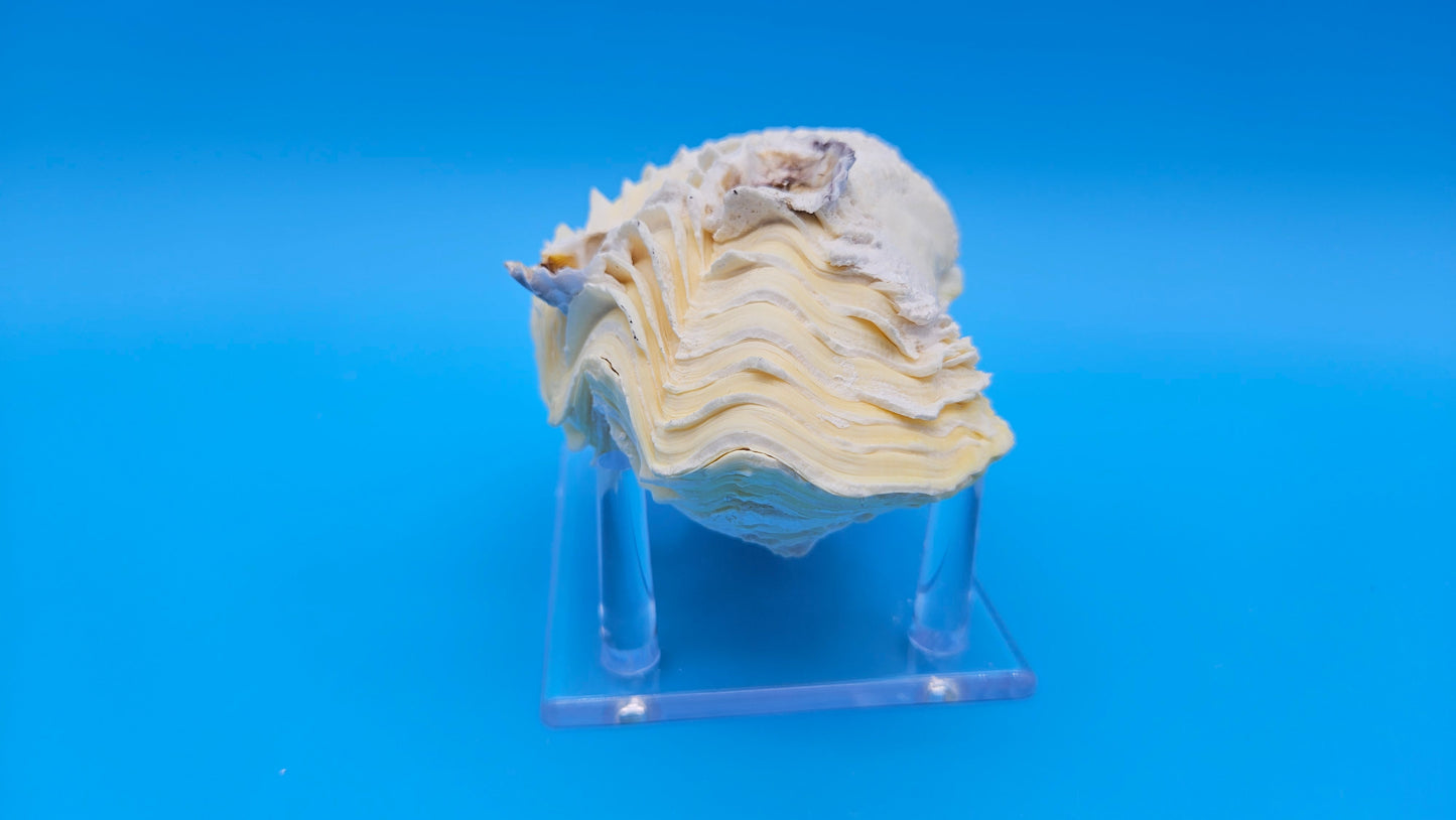 Derasa Clam Shell Pair (Tridacna derasa) – 5.5