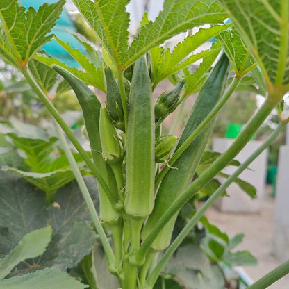 Hybrid Okra (Summer Variety) Seeds for Planting – Early Maturing, High Yield, Heat-Tolerant Variety for Spring & Summer Gardens