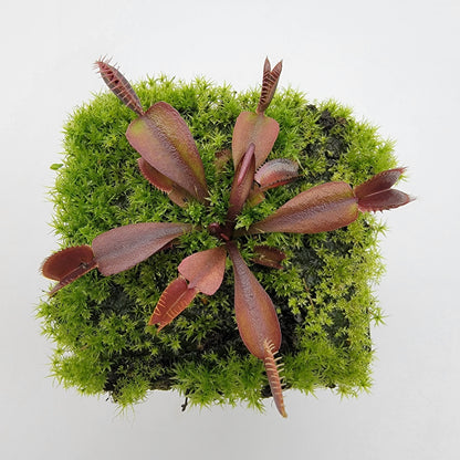 Venus flytrap (Dionaea muscipula) "Red Shark Teeth"
