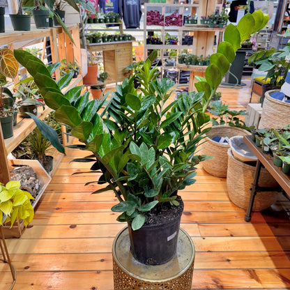 Zamioculcas zamiifolia 'ZZ Plant' – Easy Care Indoor Houseplant