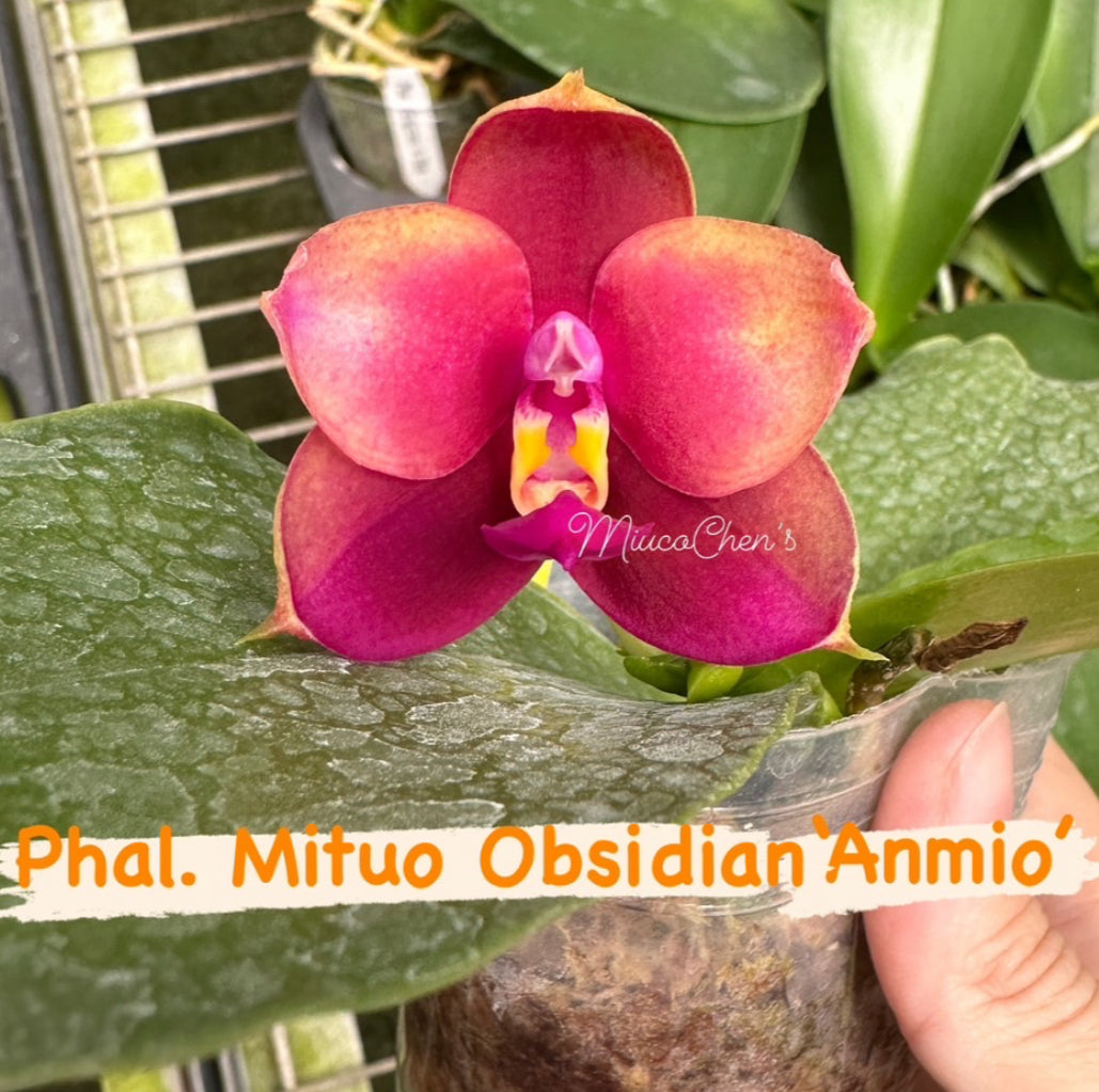 Phalaenopsis Mituo Obsidian 'Anmio' – Rare Bright Hybrid Orchid | Live Plant