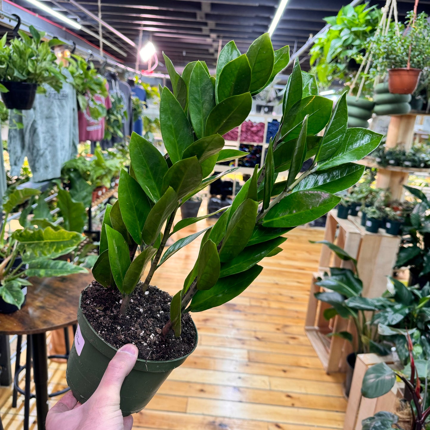 Zamioculcas zamiifolia 'ZZ Plant' – Easy Care Indoor Houseplant