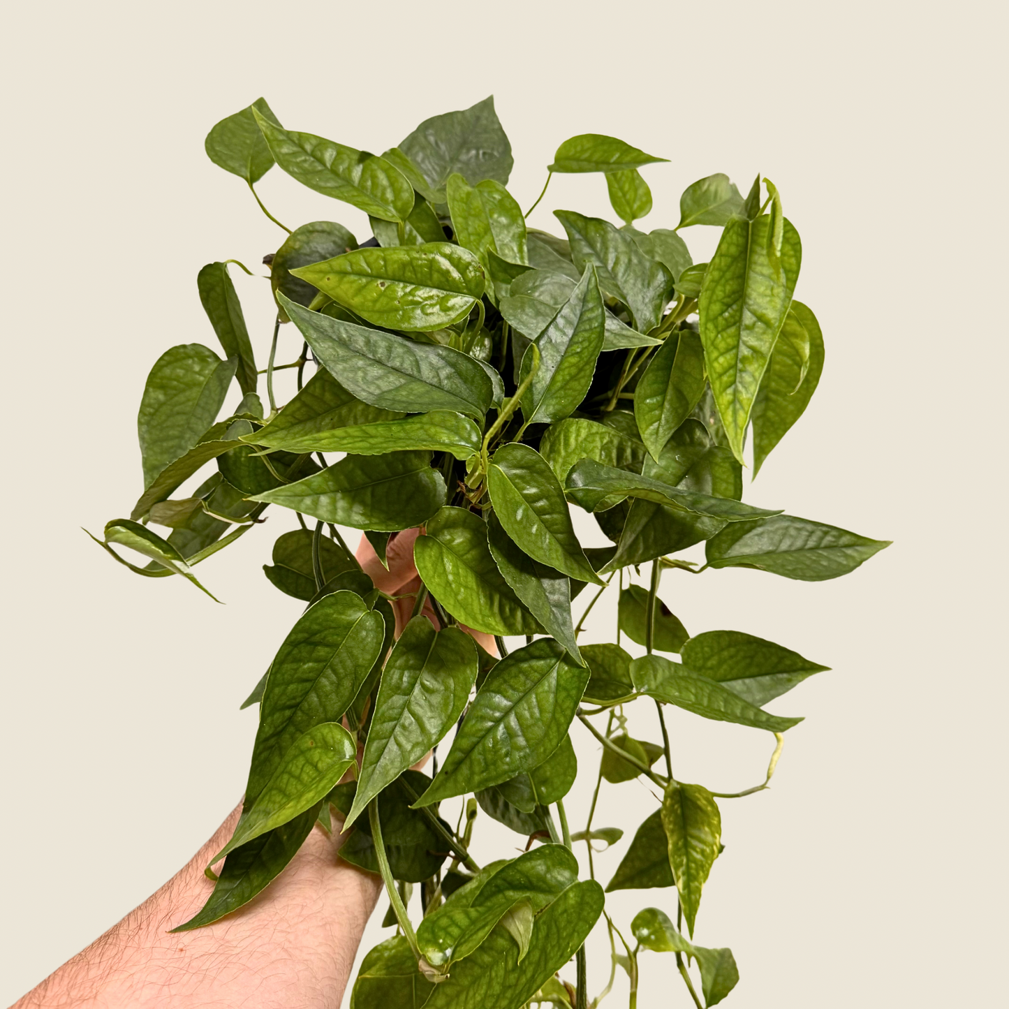 Pothos Cebu Blue 'Ghost'