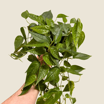 Pothos Cebu Blue 'Ghost'