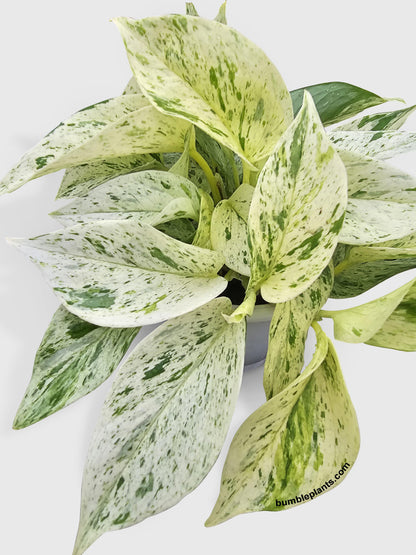 Snow White Icy Pothos