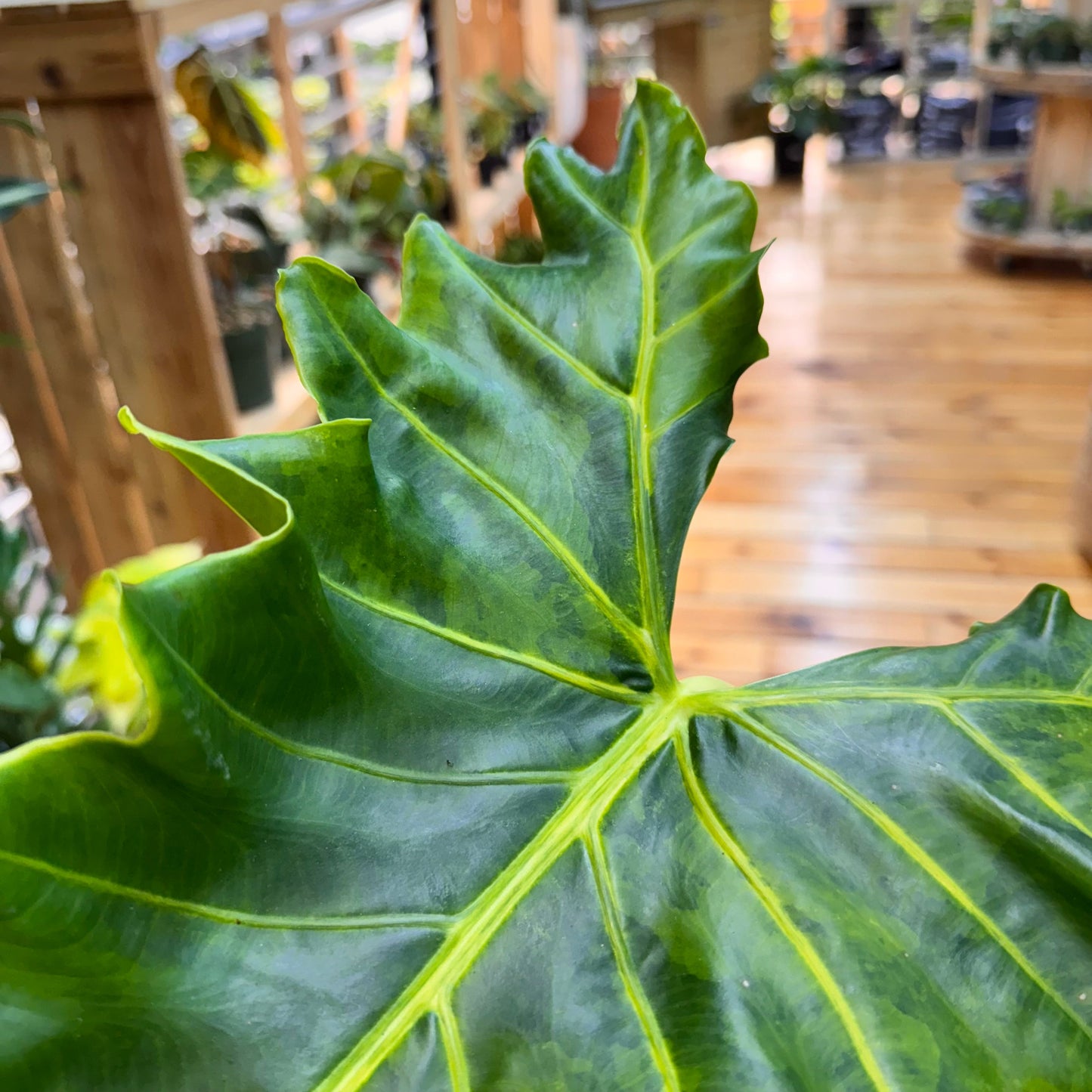 Alocasia Golden Dragon