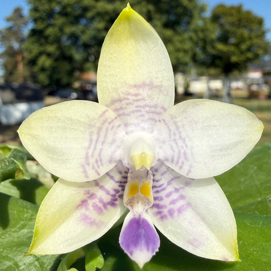Phalaenopsis Mainshow Blue Wave x Mituo Purple Dragon – Rare Orchid Hybrid | Live Plant