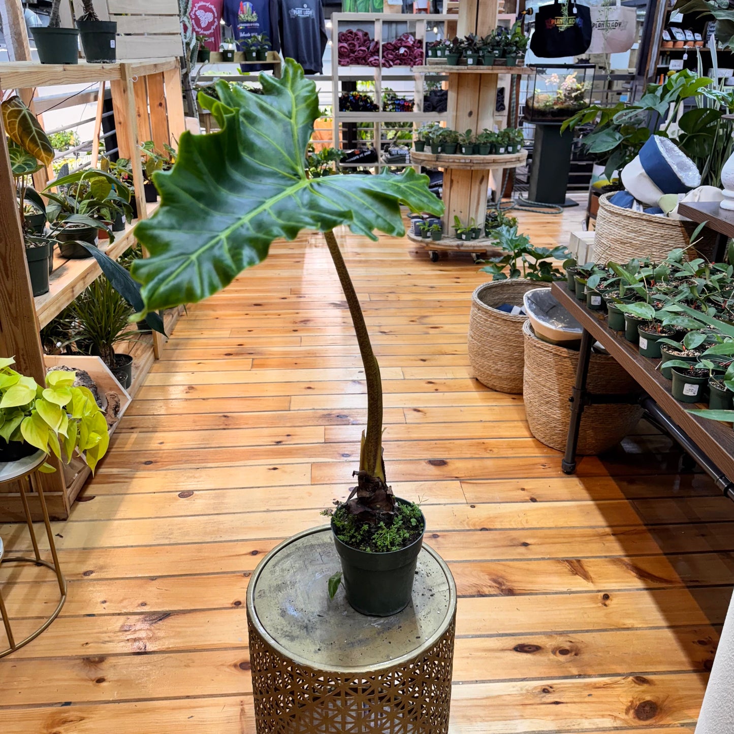Alocasia Golden Dragon