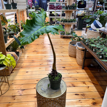 Alocasia Golden Dragon