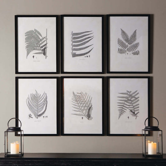 Framed Set of Fern Botanical Prints in Black and White (Set of 6)
