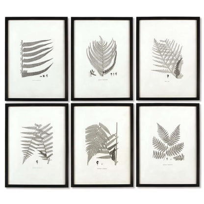 Framed Set of Fern Botanical Prints in Black and White (Set of 6)