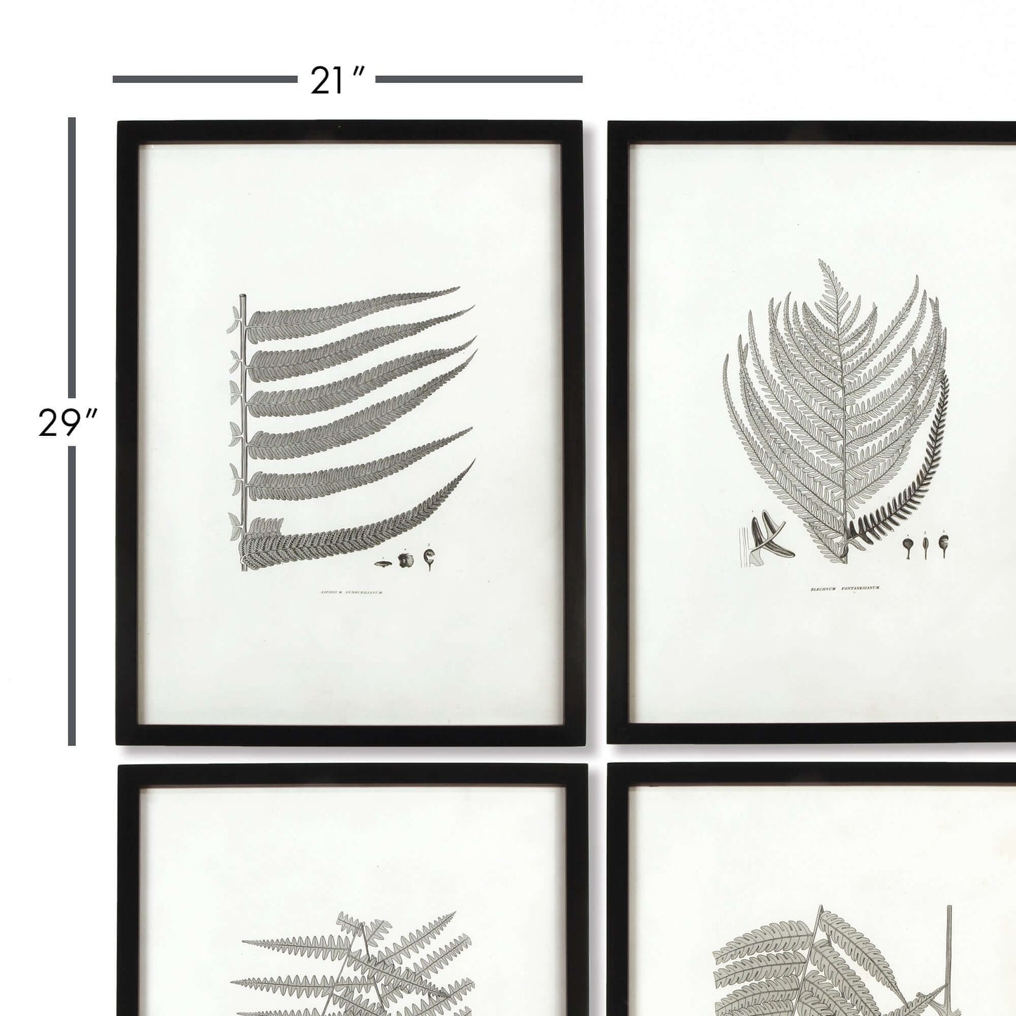 Framed Set of Fern Botanical Prints in Black and White (Set of 6)