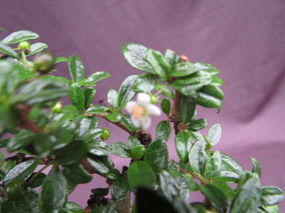 Fukien Tea Bonsai Tree - Formal Upright Style