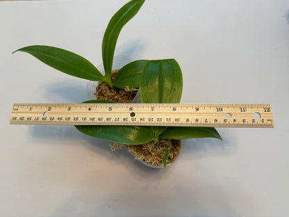 Phalaenopsis maculata x speciosa ‘Blue’ – Rare Hybrid Orchid | Live Plant