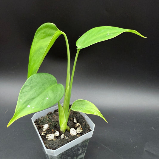 Monstera deliciosa sierrana (538)