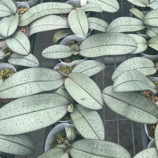 Phalaenopsis schilleriana “Silver Moonlight” – Rare Fragrant Orchid Species | Live Plant