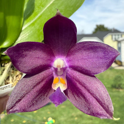 Phalaenopsis (Mainshow Blue Tint 321 x Mainshow Sapphire) QM437A
