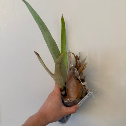 Platycerium Willinckii Bogor x Lemoinei spore