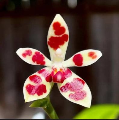 Phalaenopsis maculata x speciosa ‘Blue’ – Rare Hybrid Orchid | Live Plant