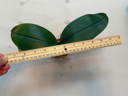Phalaenopsis Miro Gold Mosla ‘MS’ – Rare Hybrid Orchid | Live Plant
