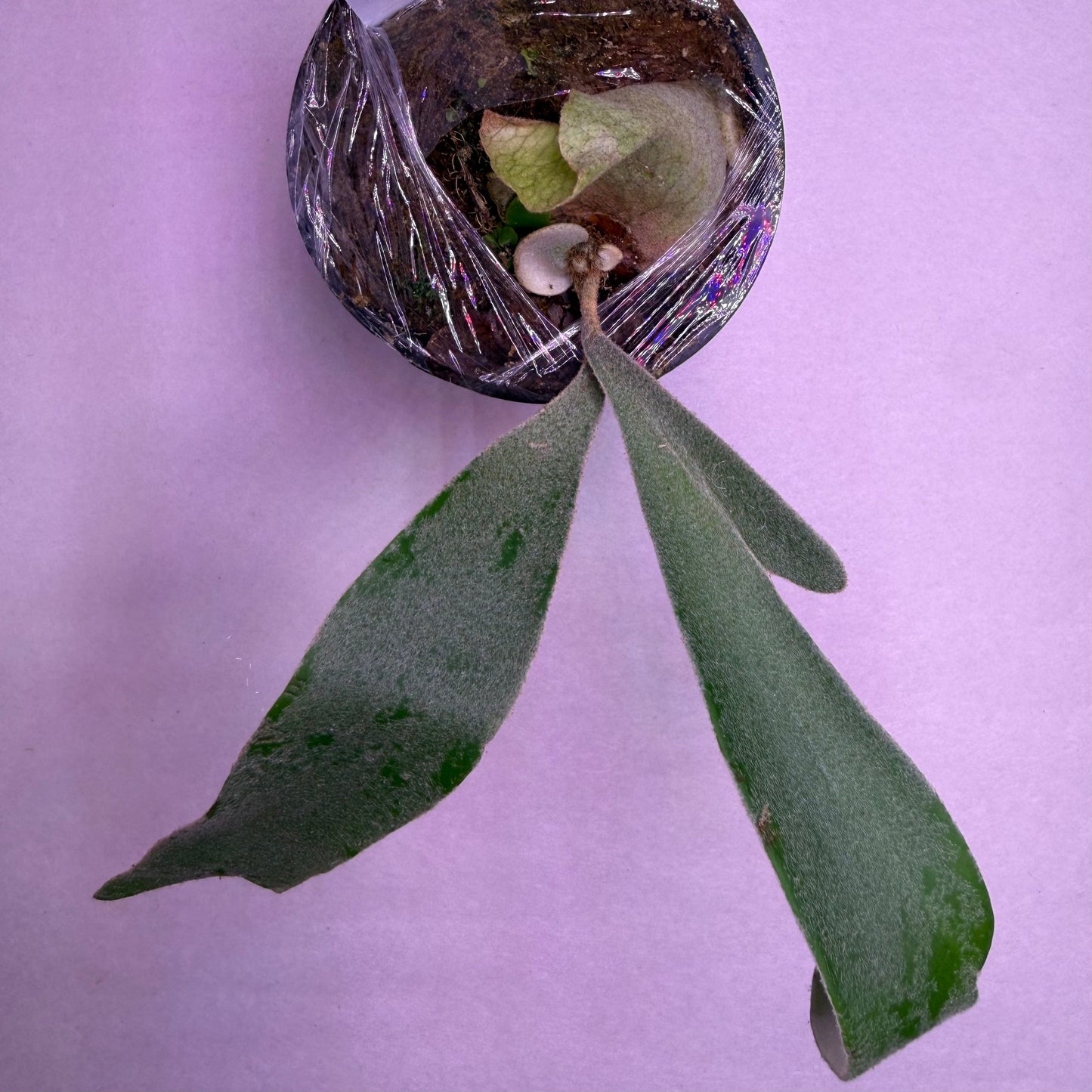 Platycerium Snow Ape Spore select