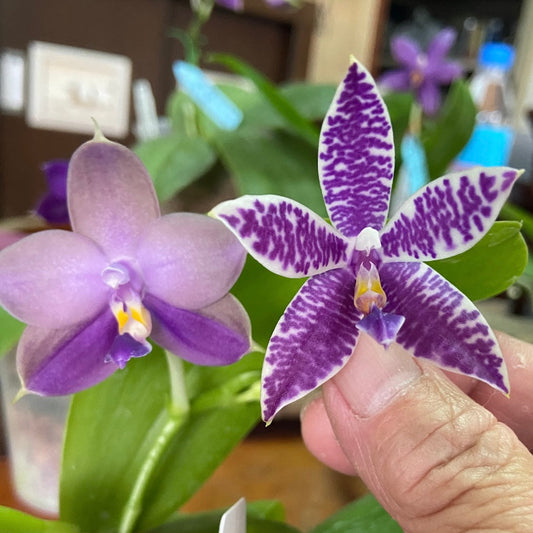 Phalaenopsis Mainshow Sapphire x KS Blue Ludde – Rare Orchid Hybrid | Seedling Bloom