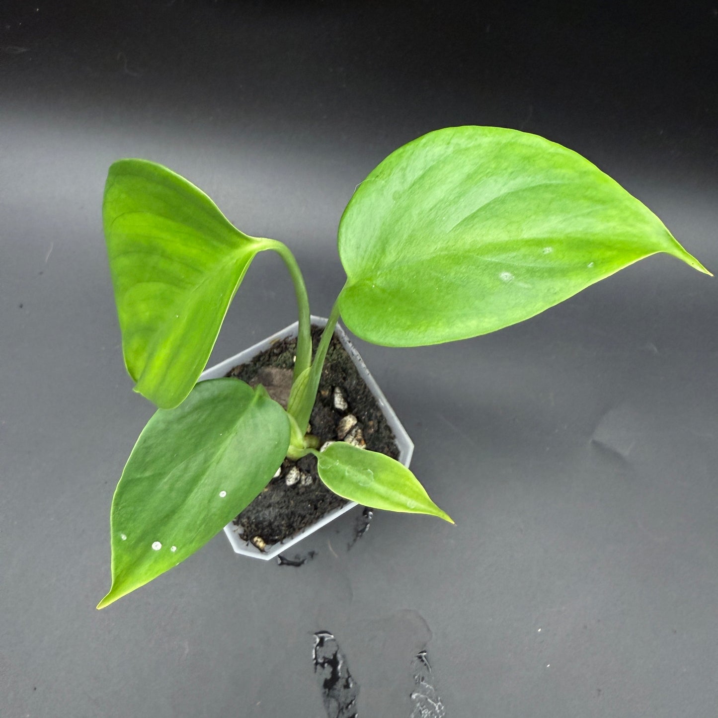 Monstera deliciosa sierrana (538)