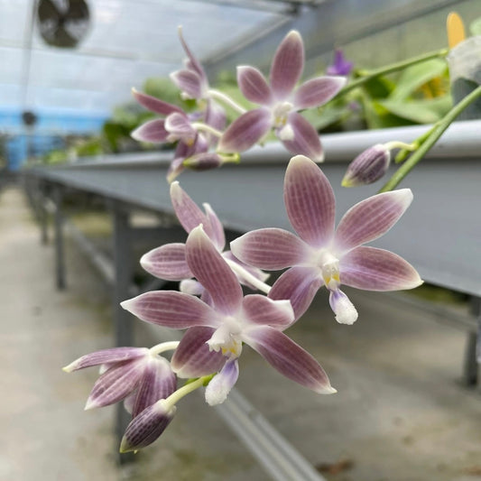 Phalaenopsis speciosa ‘Taro’ – Rare  Lavender Orchid Species | Live Plant