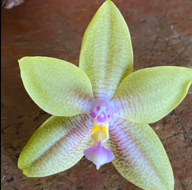 Phalaenopsis Frenchy’s Fantastic Yellows x Mituo Love (P. Ginka) – Rare Hybrid Orchid | Live Plant