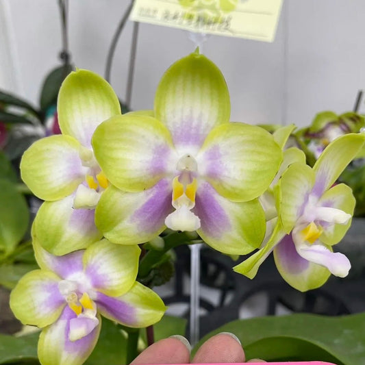 Phalaenopsis Patti Lee – Rare Hybrid Orchid | Live Plant