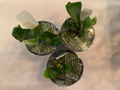 Platycerium Endless spore