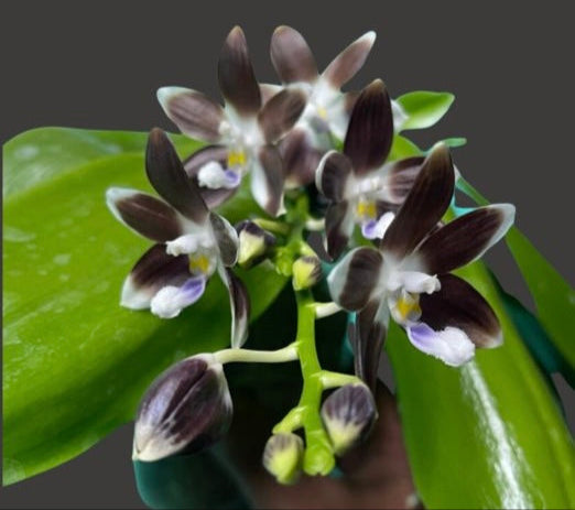 Rare Phalaenopsis tetraspis coffee ‘Dark Roast’ – Orchid Species | Live Plant
